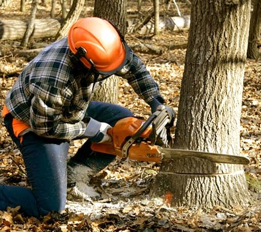 Tree Removal in Glencoe, IL